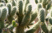 25th Mar 2021 - Cactus in Bloom