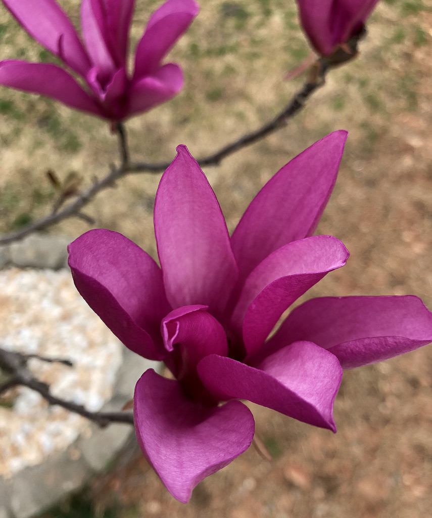 Tulip magnolias are blooming by homeschoolmom