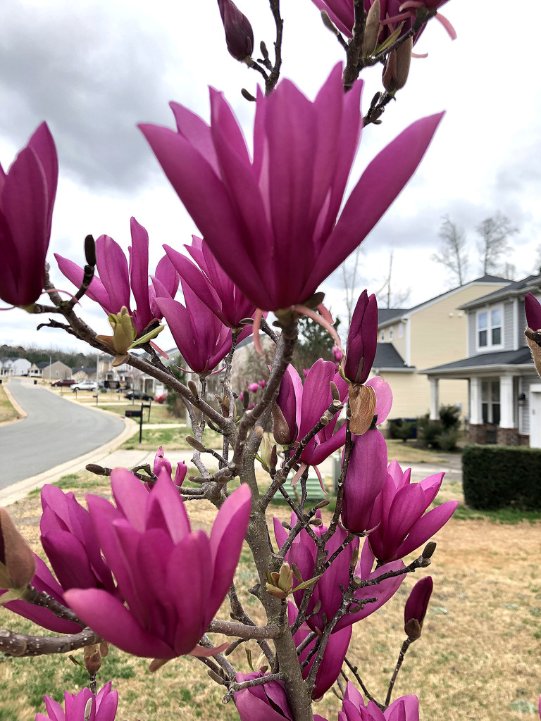 tulipmagnolia by homeschoolmom
