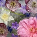 Flowers in Ice by debgasc