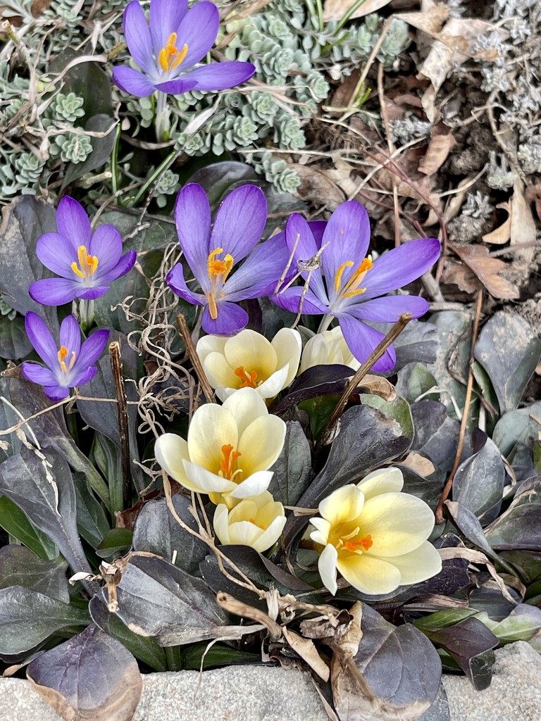 Crocus on the way to the library  by sandlily
