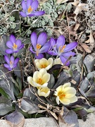 26th Mar 2021 - Crocus on the way to the library 