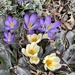 Crocus on the way to the library  by sandlily