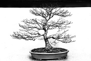 24th Mar 2021 - Bonsai Tree 84/365