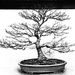 Bonsai Tree 84/365 by dora