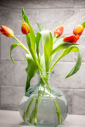 26th Mar 2021 - Rainy Day Tulips 86/365