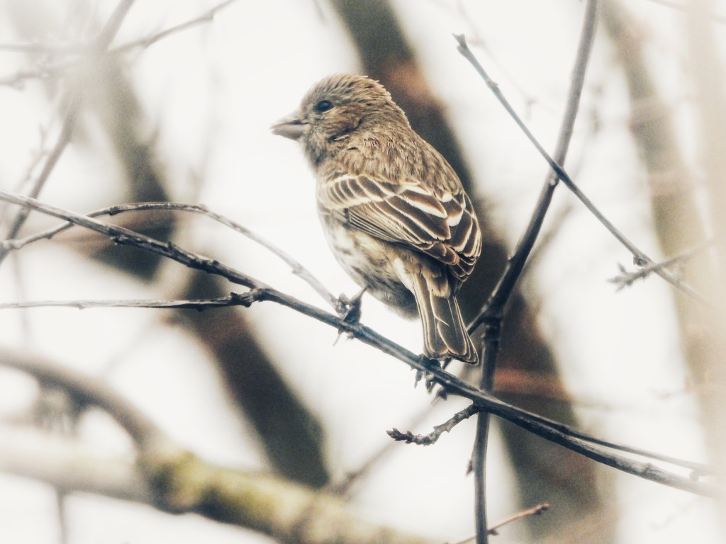 26march (female house finch) by amyk