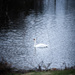 return of the swans by jackies365