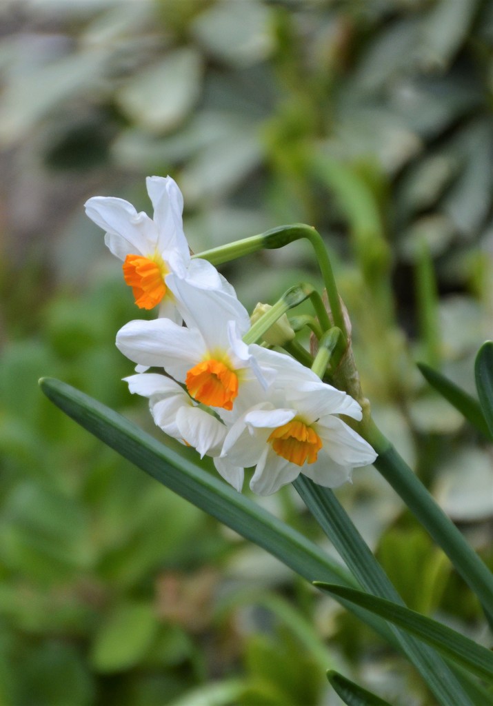 Daffodil by mariaostrowski