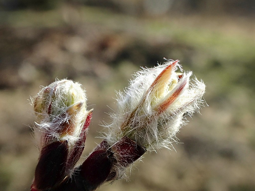 Hairy Leaf Buds by mitchell304