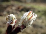 26th Mar 2021 - Hairy Leaf Buds