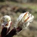 Hairy Leaf Buds by mitchell304