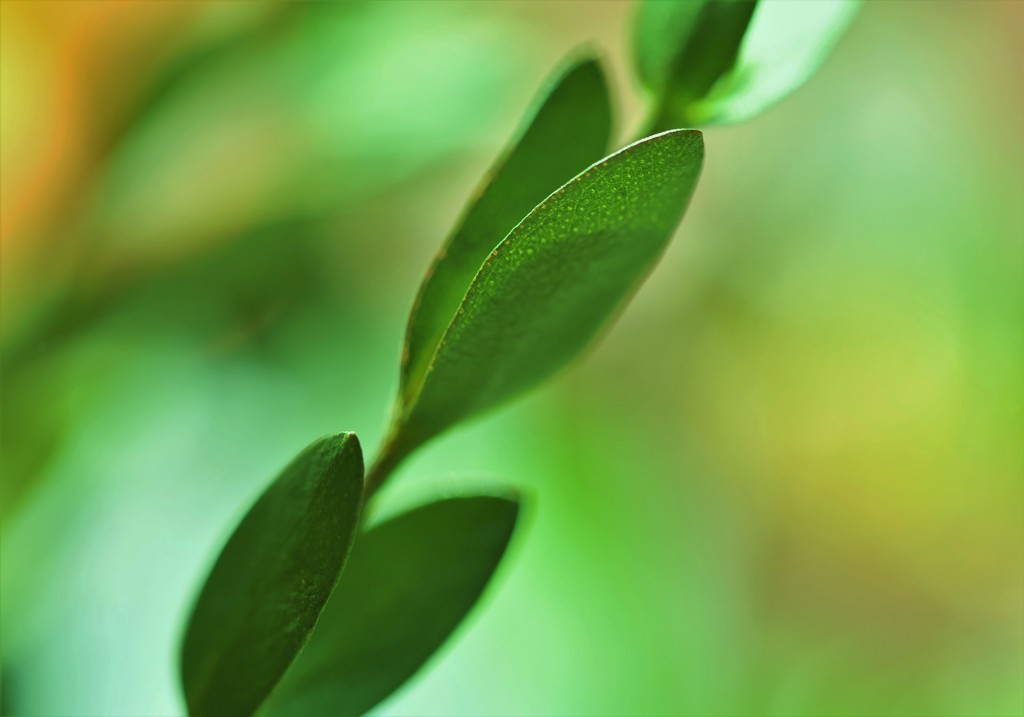 Green Leaves by lynnz