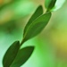 Green Leaves by lynnz