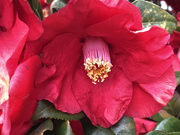 22nd Mar 2021 - Sue's Red Camellias