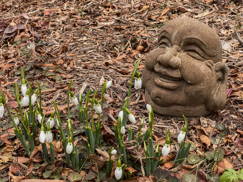 Snow Drops in January by jbritt