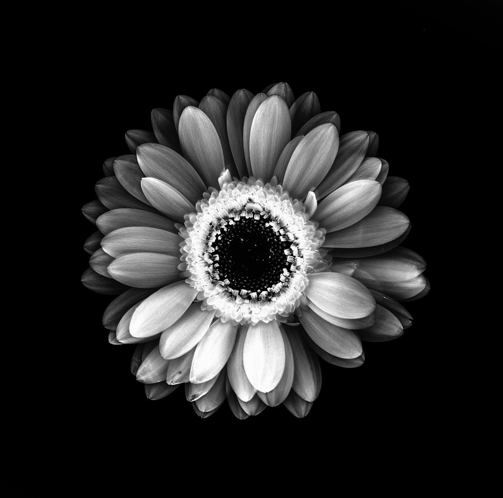Gerbera Daisy Flower by pdulis