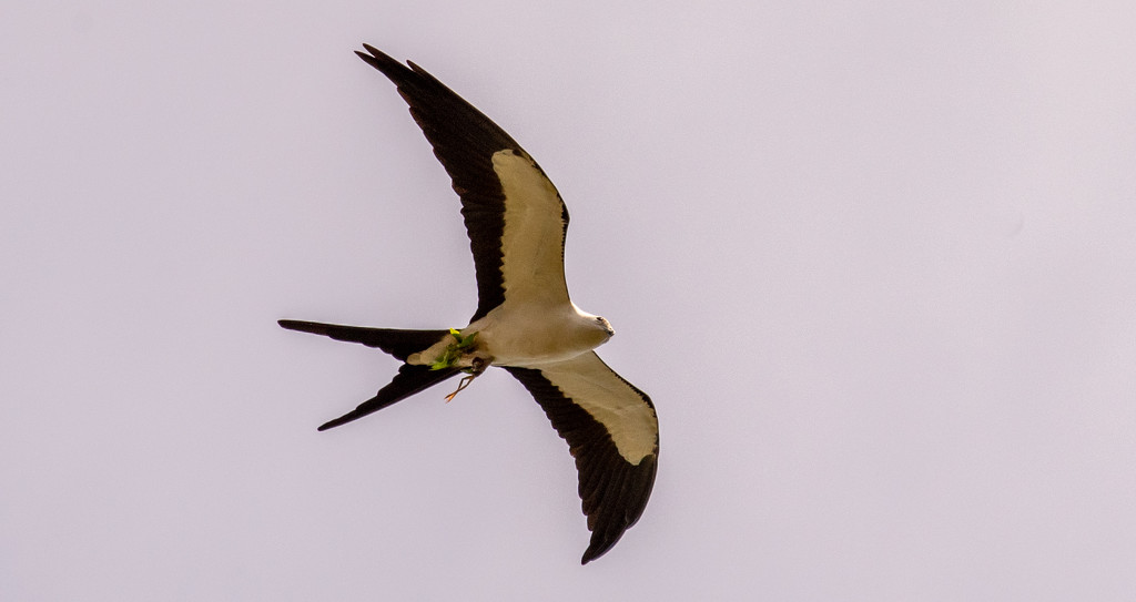 Swallowtail Kite Still Delivering Materials to the Nest! by rickster549