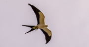 26th Mar 2021 - Swallowtail Kite Still Delivering Materials to the Nest!