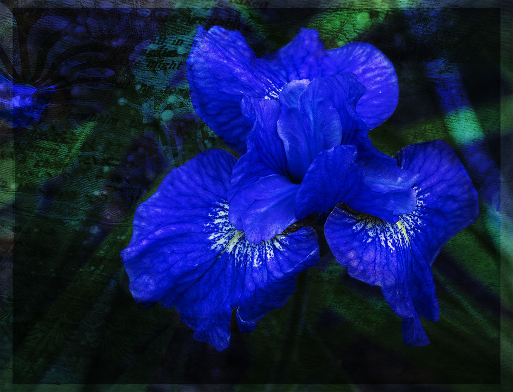 Night Iris by gardencat