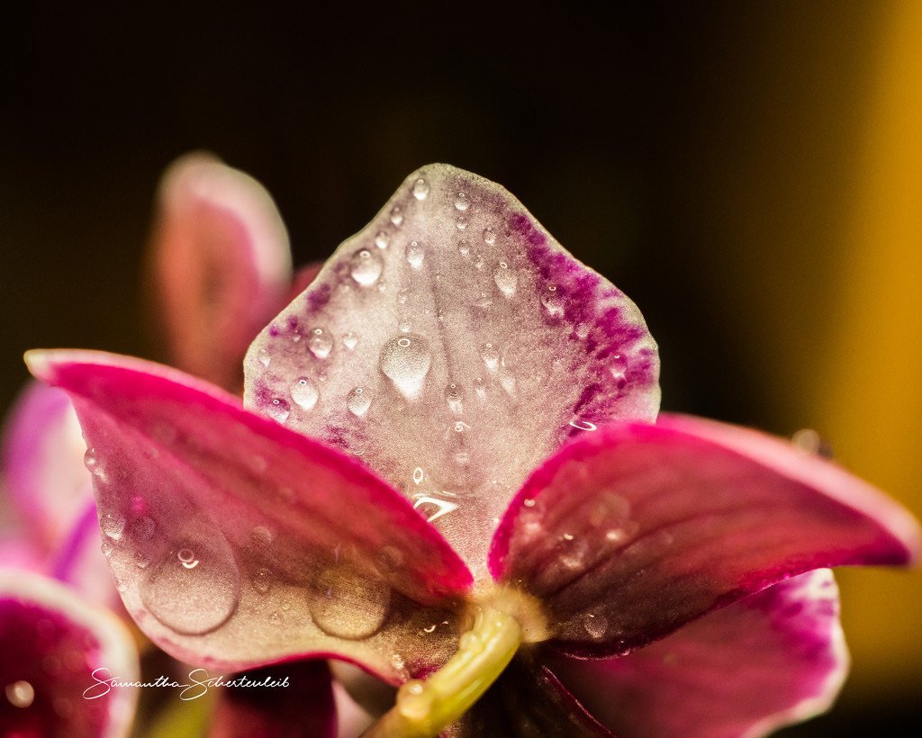 Droplets of color by sschertenleib