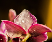 26th Mar 2021 - Droplets of color