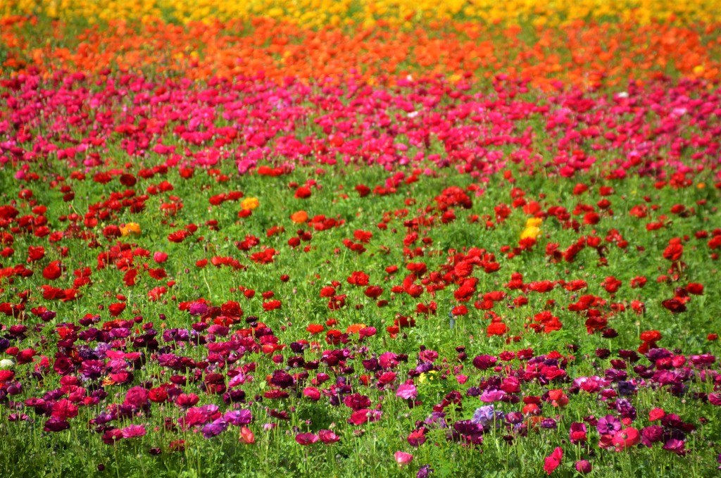 Carlsbad Flower Fields by mariaostrowski