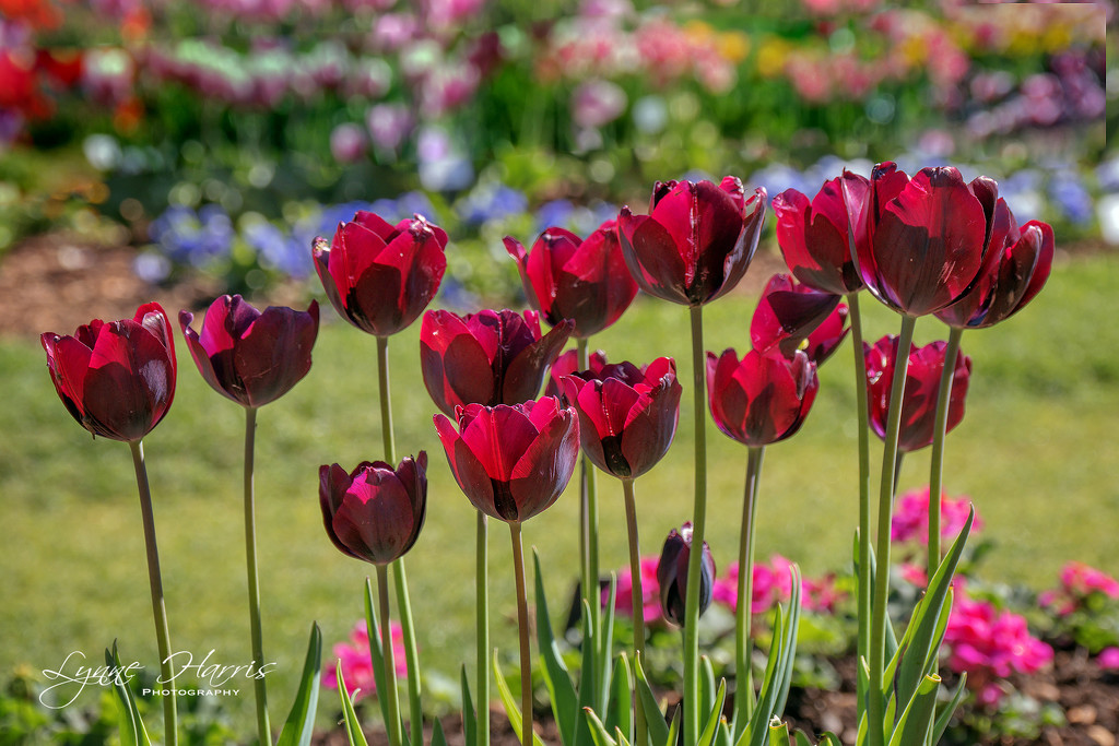 Red Tulips by lynne5477
