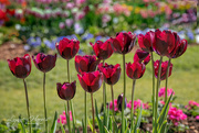 26th Mar 2021 - Red Tulips