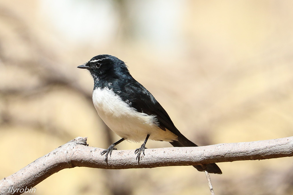 Serious willy wagtail by flyrobin