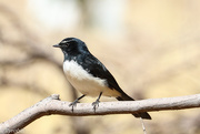 23rd Mar 2021 - Serious willy wagtail
