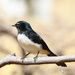 Serious willy wagtail by flyrobin