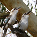 Sing, kookaburra, sing by flyrobin