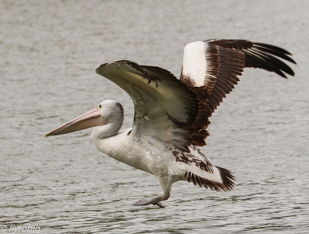 Young pelican by flyrobin