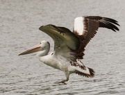 26th Mar 2021 - Young pelican