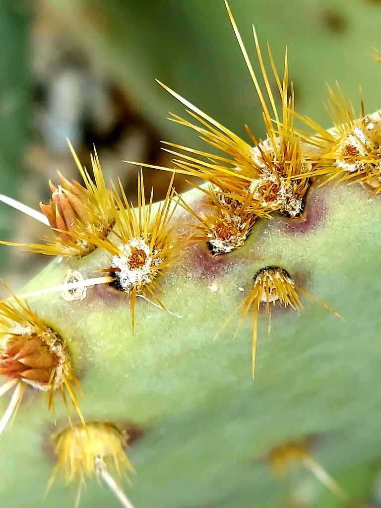 Prickly Pear Spines by harbie