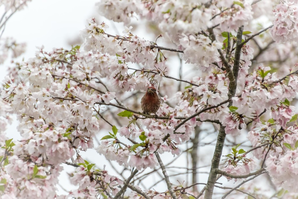 House Finch in Cherry Tree 2 (he caught me) by darylo