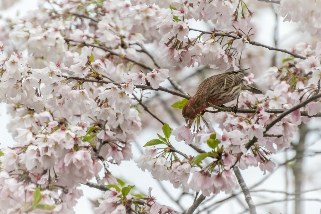 Male House Finch in Cherry Tree by darylo