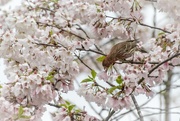 26th Mar 2021 - Male House Finch in Cherry Tree