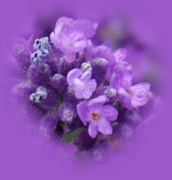 27th Mar 2021 - fragrant lavender