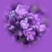 fragrant lavender by quietpurplehaze
