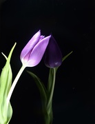 27th Mar 2021 - 27. Tulips.6