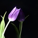 27. Tulips.6 by wakelys