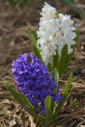 27th Mar 2021 - Purple Hyacinth