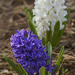 Purple Hyacinth by kvphoto