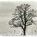 Lonely Tree by carolmw