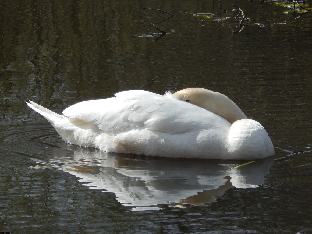 Snoozing Swan by moirab
