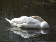 27th Mar 2021 - Snoozing Swan