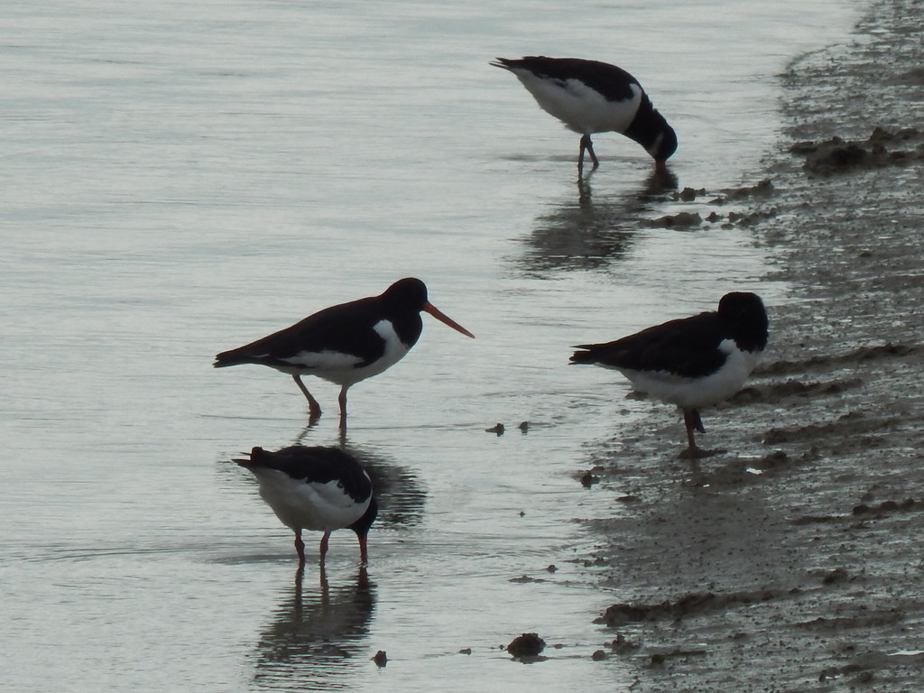 Busy Oystercatchers by moirab