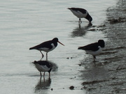 25th Mar 2021 - Busy Oystercatchers